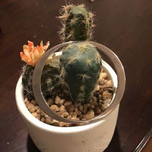 Sterling Silver bangle